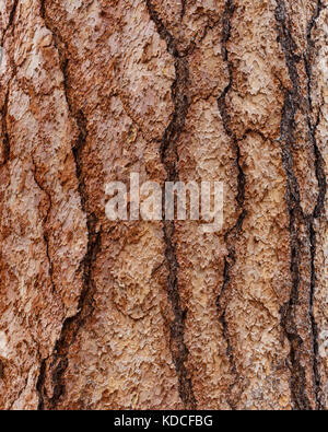 Vue rapprochée de l'écorce de pin ponderosa sur un grand arbre montrant des modèles variés et des fissures. Banque D'Images