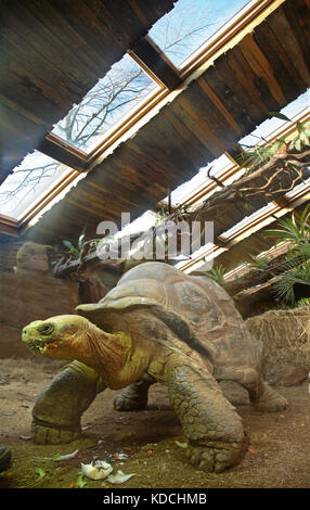 Gros plan d'une tortue géante de Galapagos à l'intérieur de la nouvelle Turtle House au ZSL London Zoo, Royaume-Uni. Espèces Banque D'Images