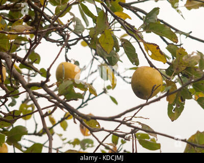 La pomme verte de près dans tree fruits d'automne ; Essex ; Angleterre ; uk Banque D'Images