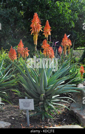 L'aloe arborescens 'jack' marais, kirstenbosch national botanial jardin, Cape Town, Afrique du Sud Banque D'Images