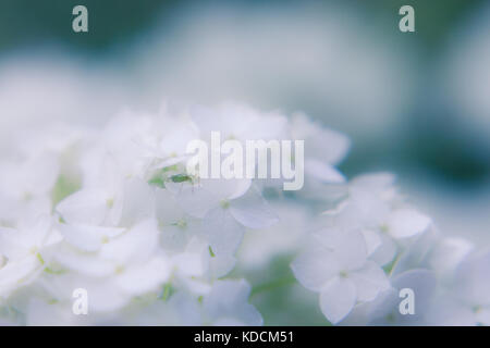 Petite verte insecte sur une fleur blanche d'un hortensia (libre) Banque D'Images