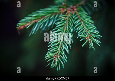 Trois petites branches de sapin vert (macro) Banque D'Images