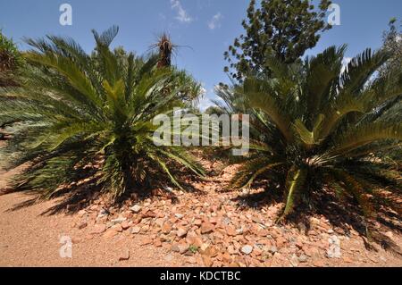 Jardin de cycadales mondiale, Anderson park botanical gardens, Townsville, Queensland, Australie Banque D'Images