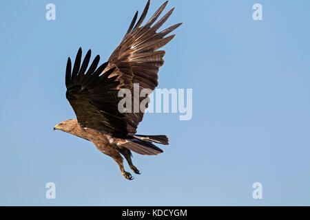 L'aigle pomarin (Aquila pomarina / pomarina clanga) en vol sur fond de ciel bleu Banque D'Images