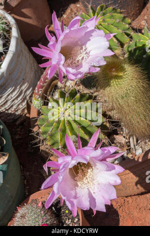 Fleurs de cactus Echinopsis oxygona, Arizona, États-Unis d'Amérique Banque D'Images