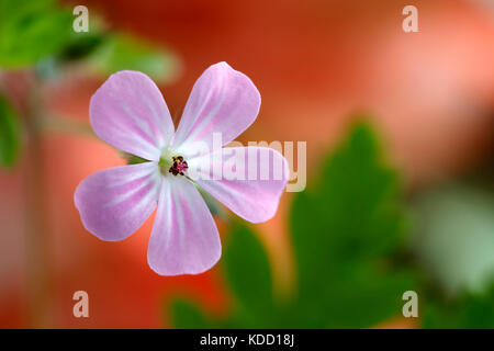 Herb robert plant (Geranium robertianum Banque D'Images