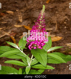 Fleurs rose magenta / cranrazz de buddleia '' Banque D'Images