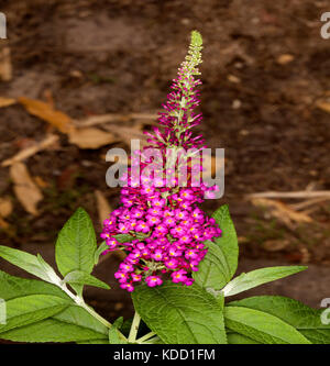 Fleurs rose magenta / cranrazz de buddleia '' Banque D'Images