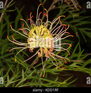 Fleur rose et crème de Grevillea 'Peaches and Cream', et plante indigène australienne, avec des étamines rouge vif sur fond de feuillage vert Banque D'Images