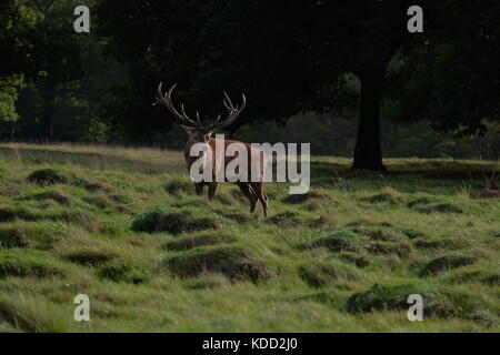 Red Deer stag seul la défense de territoire Banque D'Images