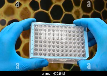 Dans la recherche en biotechnologie, l'utilisation de la technologie cellulaire. L'équipement scientifique dans le laboratoire d'analyses biologiques. Banque D'Images