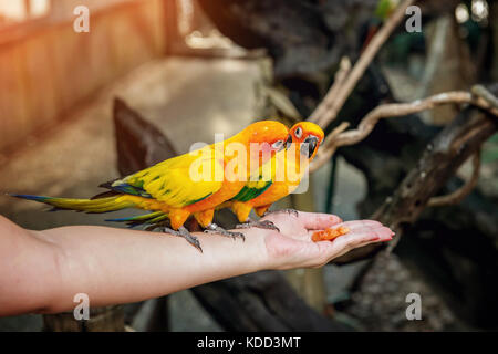 Petit perroquet vert et jaune à l'état sauvage dans la forêt assis sur la main, manger un morceau de mangue. Focus sélectif. Fermer. Copier l'endroit.L'horizontale f Banque D'Images