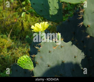 Une floraison de fleurs jaunes sur un cactus, Opuntia robusta Banque D'Images