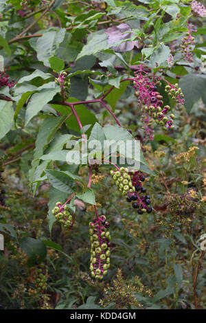 Plante pokeweed verte et pourpre Banque D'Images