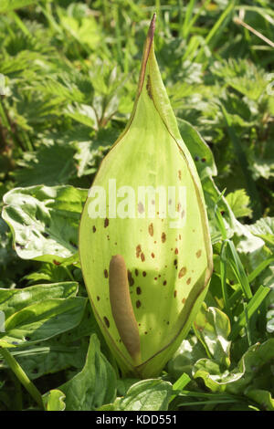 Une plante florale Lords-and-Ladies (Arum maculatum). Banque D'Images