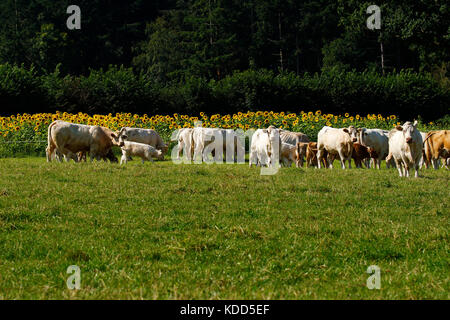 Troupeau de bovins charolais pedigree profitant du soleil devonshire Banque D'Images