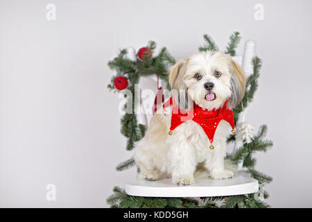 Secourir les animaux habillés pour Noël Banque D'Images