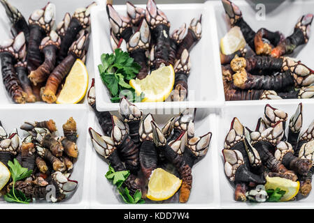 Fresh percebes goose barnacles rare rare sur l'affichage de fruits de mer au Portugal Banque D'Images