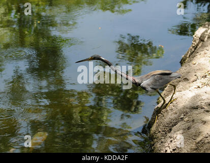 Héron couleur tri la chasse dans les Everglades de Floride Banque D'Images