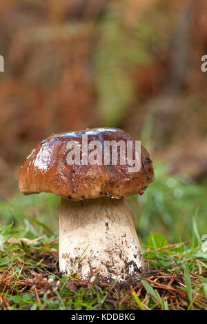 Boletus edulis Banque D'Images