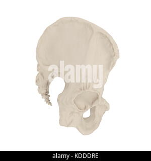 Squelette bassin masculin sur blanc. 3d illustration Banque D'Images