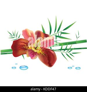 Bambou et fleur sur fond blanc, vector illustration Illustration de Vecteur