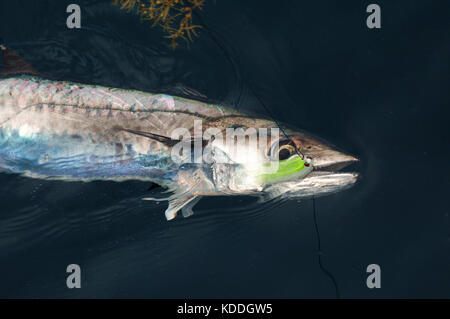 Un pêcheur avec un kingfish thazard ou détectée pendant la pêche à la mouche au large de Freeport, Maine Banque D'Images