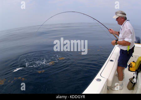 Un pêcheur avec un kingfish thazard ou détectée pendant la pêche à la mouche au large de Freeport, Maine Banque D'Images