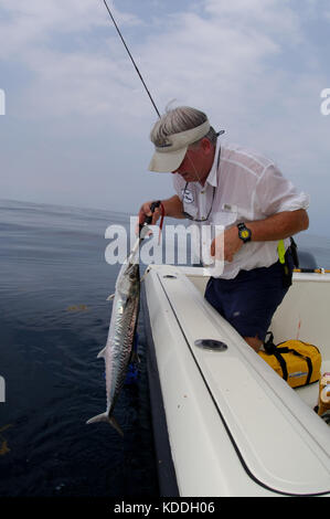 Un pêcheur avec un kingfish thazard ou détectée pendant la pêche à la mouche au large de Freeport, Maine Banque D'Images