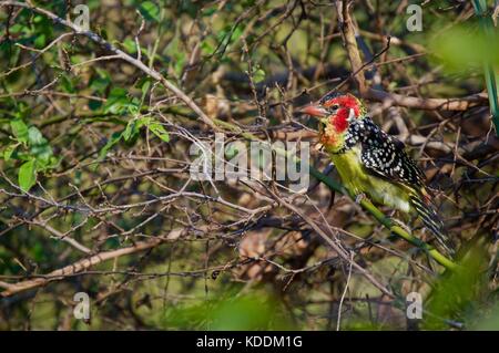 Le rouge et jaune barbets, Tanzanie Banque D'Images