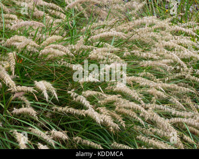 Pennisetum orientale fontaine herbe Banque D'Images