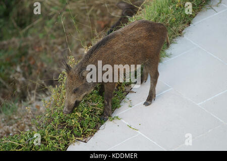 Une femelle sanglier mangeant les plantes ornementales dans un jardin familial Banque D'Images