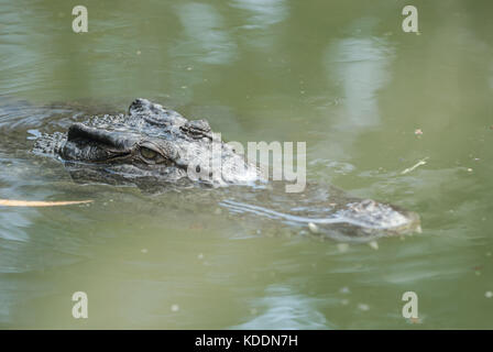 Natur, Australien, Queensland QLD, Wangetti, Hartley's Crocodile Adventures, mai 24. Australische Krokodile . (Photo d'Ulrich Roth, www.ulrich-roth.c Banque D'Images