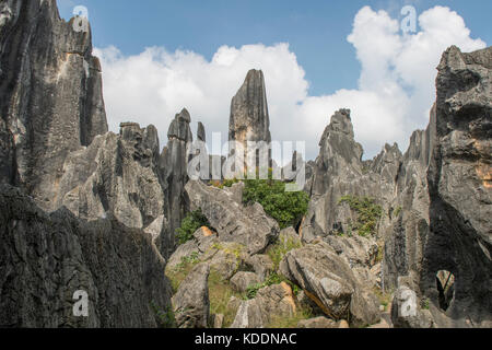 Plus grande forêt de pierre de Shilin,, près de Kunming, Yunnan, Chine Banque D'Images