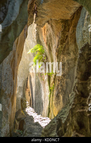 Plus grande forêt de pierre de Shilin,, près de Kunming, Yunnan, Chine Banque D'Images