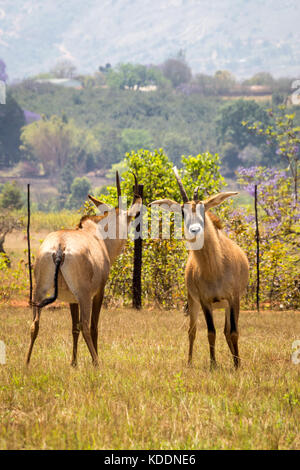 Deux antilopes rouan combattre les uns avec les autres, Swaziland, Afrique Banque D'Images
