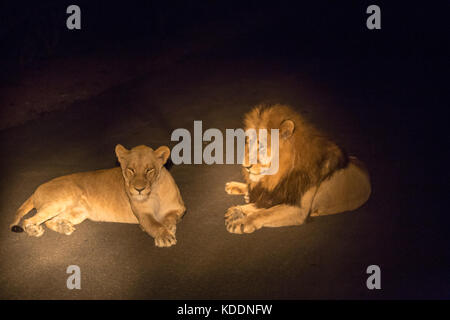 Couple de lions couchés sur la route par nuit dans le parc Kruger, Afrique du Sud, l'Afrique Banque D'Images