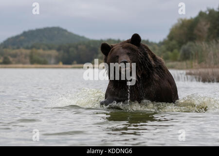 Ours brun européen Europaeischer / Braunbaer ( Ursus arctos ), puissant des profils, courant à travers l'eau, semble être agressif, belliqueux, sho frontale Banque D'Images