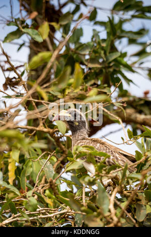 Calao gris d'Afrique (tockus nasutus) assis sur bush, afrique du sud, Kruger Park Banque D'Images