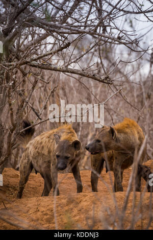 Deux hyènes en Bush, Kruger Park, Afrique du Sud, l'Afrique Banque D'Images
