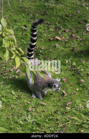 Untitled Document, Blackpool zoo, Blackpool, Lancashire, Angleterre lemur catta Banque D'Images