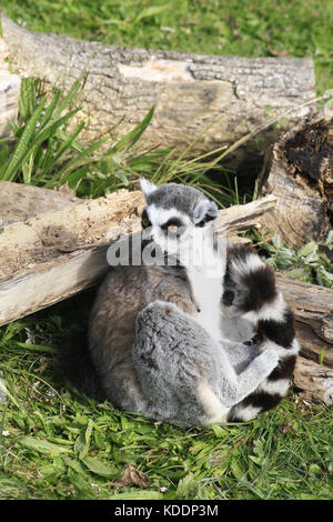 Untitled Document, Blackpool zoo, Blackpool, Lancashire, Angleterre lemur catta Banque D'Images