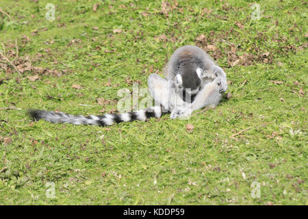 Untitled Document, Blackpool zoo, Blackpool, Lancashire, Angleterre lemur catta Banque D'Images