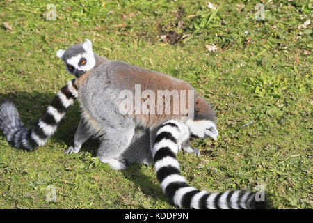 Untitled Document, Blackpool zoo, Blackpool, Lancashire, Angleterre lemur catta Banque D'Images