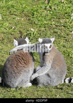 Untitled Document, Blackpool zoo, Blackpool, Lancashire, Angleterre lemur catta Banque D'Images