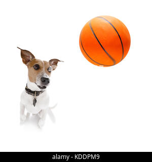 Basket-ball Jack Russell chien jouant avec boule , isolé sur fond blanc, grand angle fisheye view Banque D'Images