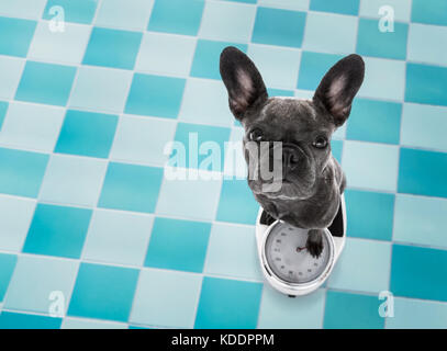 Bouledogue français chien avec mauvaise conscience pour l'embonpoint, et pour perdre du poids , debout sur une échelle, dans la salle de bains Banque D'Images