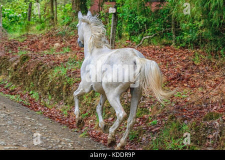 Beau cheval blanc tournant librement sur une route dans la forêt Banque D'Images