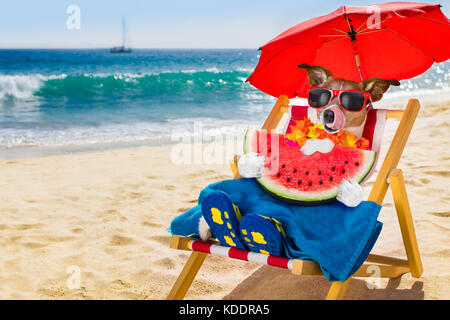 Jack Russel chien et vous reposer sur un hamac ou chaise de plage sous parapluie à la beach ocean shore, les vacances d'été vacances manger un waterme Banque D'Images