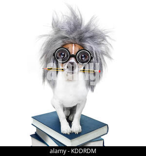 Smart et intelligent chien Jack Russell avec lunettes nerd portant une perruque de cheveux gris sur une pile de livre avec stylo ou un crayon dans la bouche , isolé sur bac blanc Banque D'Images